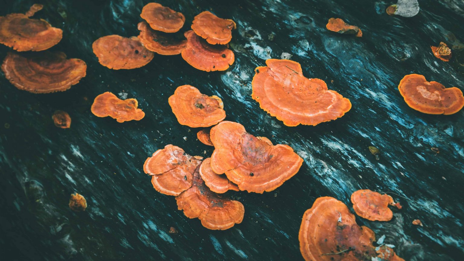 Nieuw superfood: reishi